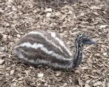 {'崽#-謳i裔︶的简单介绍